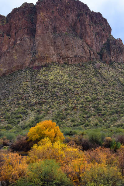 istock Salt River Recreation Area Arizona 2202817587