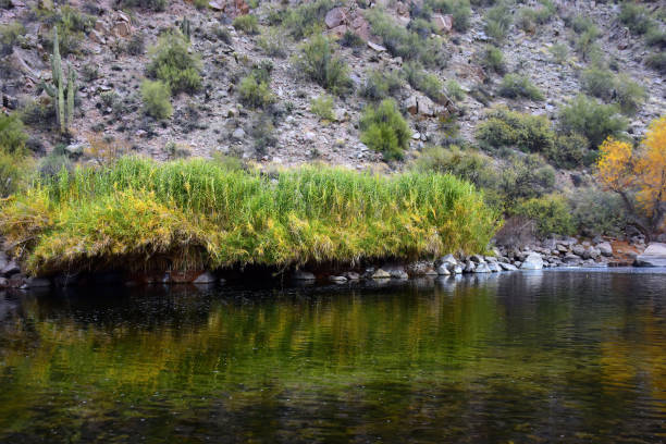 istock Salt River Recreation Area Arizona 2202817728