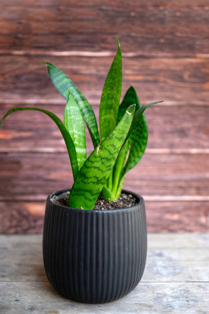 istock Sansevieria , snake plant on wooden background 2202817884