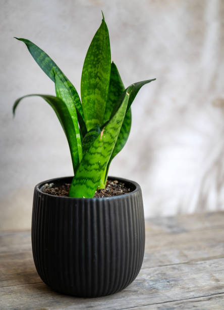 istock Sansevieria , snake plant on shadows background 2202817943