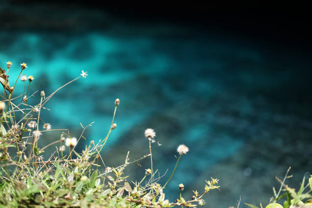 Blooming grass flower field on seaside cliff with beautiful blue sea background. Copy space