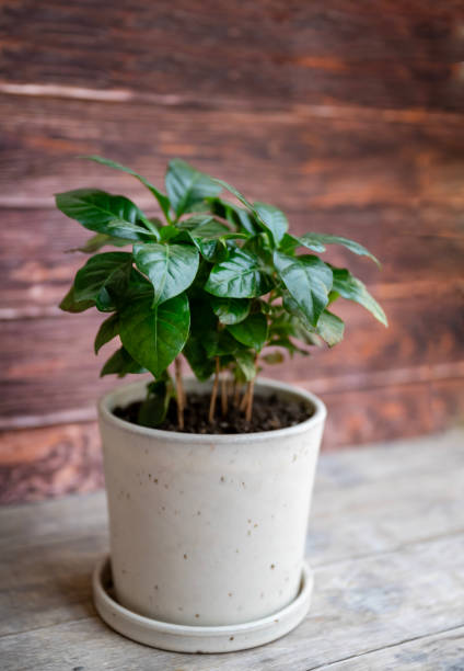 istock Green coffee plant in a pot 2202818060