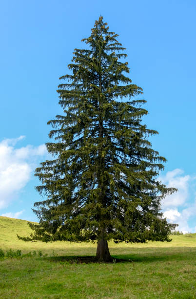 A single spruce in the Austrian Alps