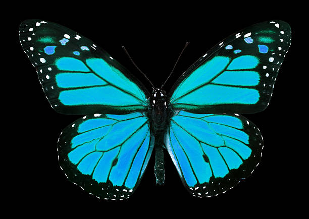 istock blue monarch butterfly isolated on black 2202822783