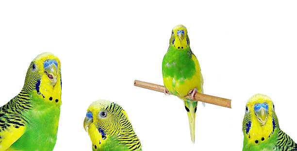 istock budgerigars isolated on white background. wavy parrots. 2202822808