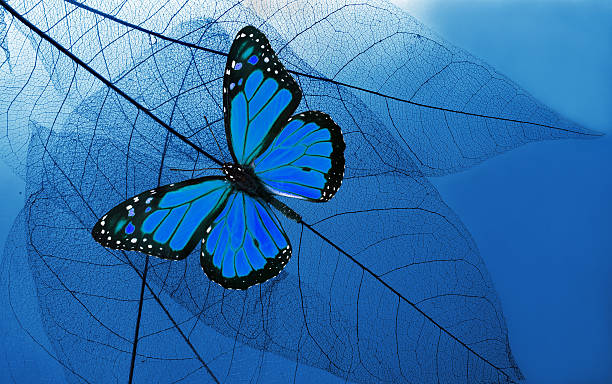 istock Natural blue background. bright blue tropical monarch butterfly and skeletonized leaves. copy space 2202823843