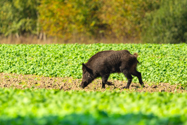 istock A large wild boar walks and sniffs through a field of plants 2202824203