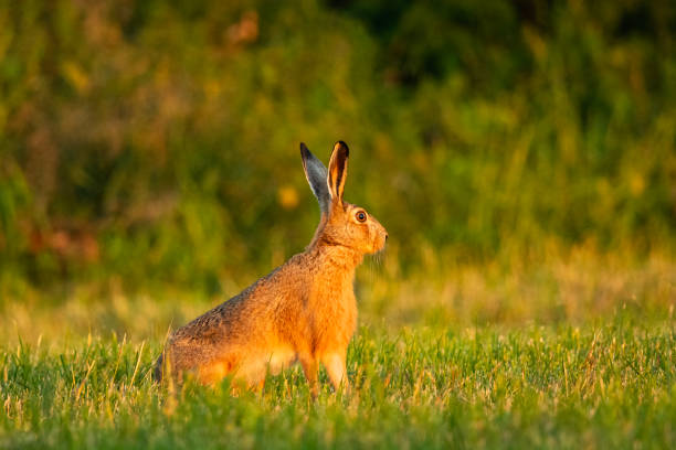 A wild big hare sits in the grass in a green meadow, eastern Poland