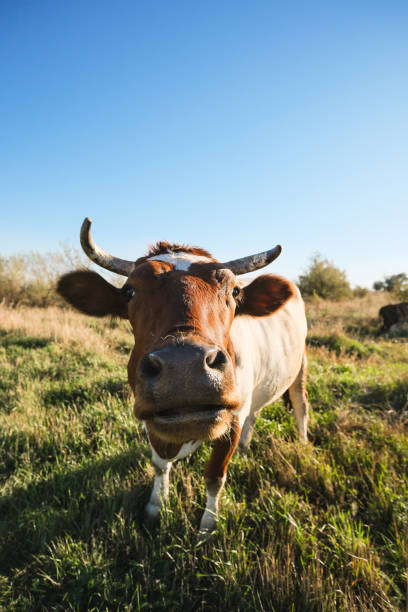istock Funny cow looking at the camera against a blue sky 2202825042