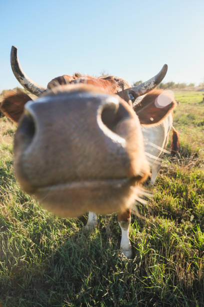 istock Funny cow sticks her nose into the camera, selective focus 2202825068