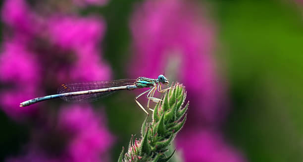 istock river dragonfly on a bright pink flower. copy space 2202826823