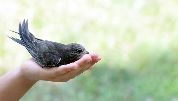 istock Common swift sitting in girls hand. copy space 2202827719