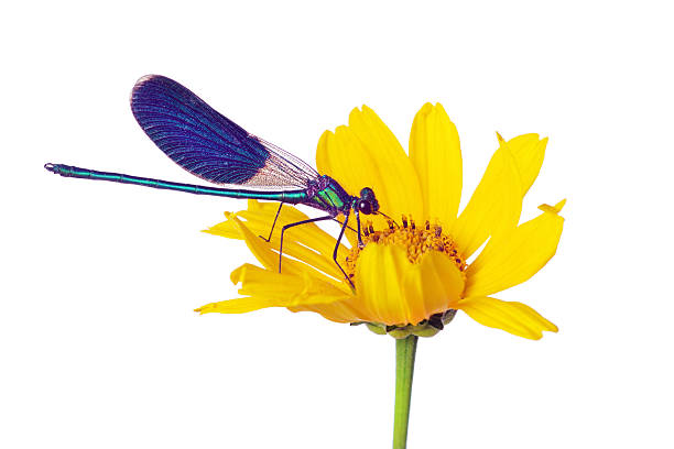 bright blue river dragonfly on yellow flower isolated on white