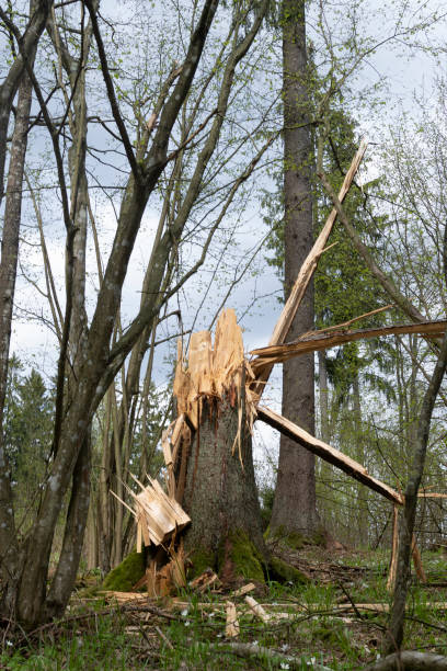 istock Tree Trunk Broken by Lightning Strike in the Middle of a Forest 2202829543