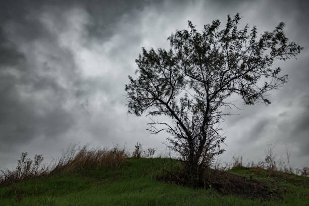 istock dramatic landscape, a tree against a dark stormy sky, rain and wind, extreme weather 2202829888