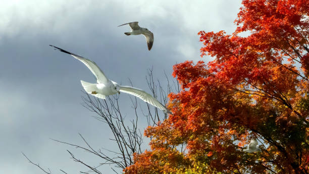 The seagull flies over the calm water and up to the sky