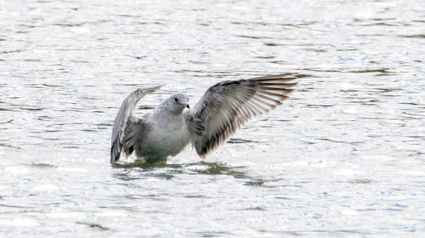 istock Seagull flying up from the water 2202830793