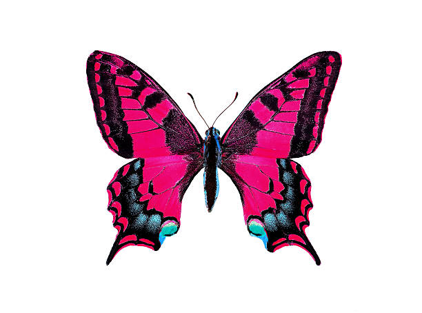 bright colorful red butterfly isolated on white. red swallowtail butterfly