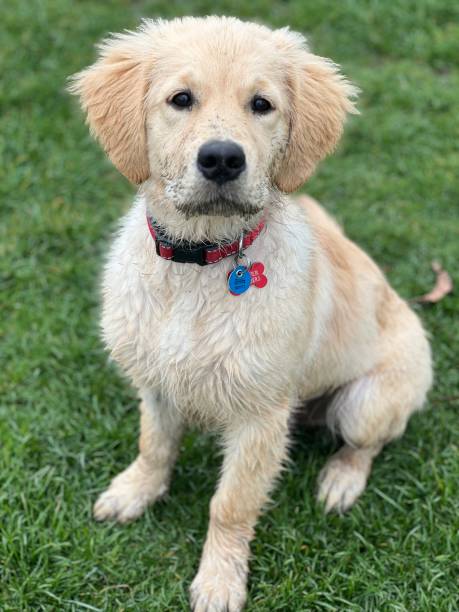 istock Golden Retriever dog 2202831331