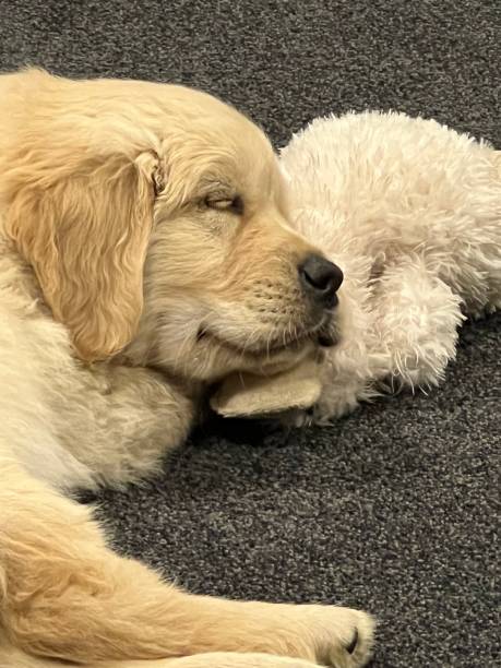 istock Golden Retriever dog 2202831397