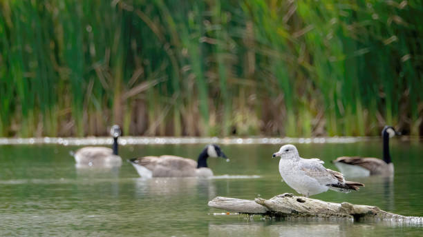istock Seagulls resting on a branch over the water 2202832924