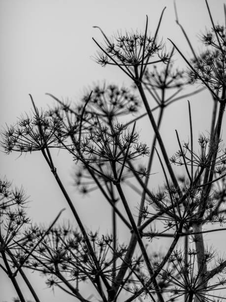 beautiful plants in the nature
