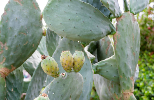istock Prickly pear cactus with ripe orange fruits 2202833272