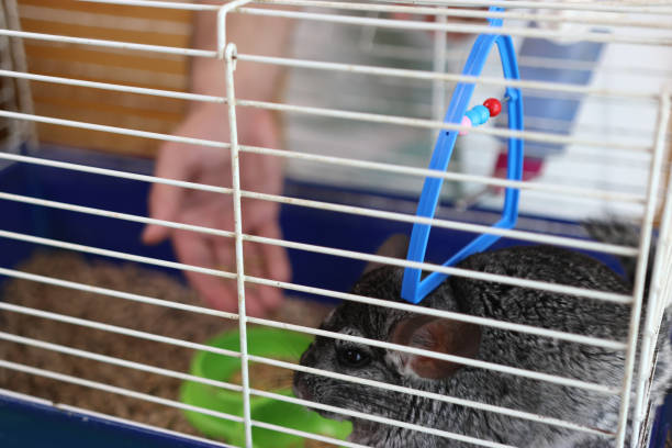 istock People care for and play with chinchillas. 2202833707