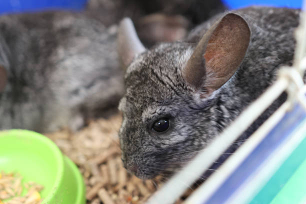 istock People care for and play with chinchillas. 2202833729