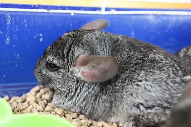 istock People care for and play with chinchillas. 2202833736