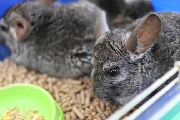 People care for and play with chinchillas.