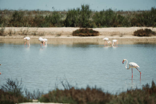 Greater flamingos wading in shallow water at Doñana National Park, Spain. The birds forage in a tranquil wetland