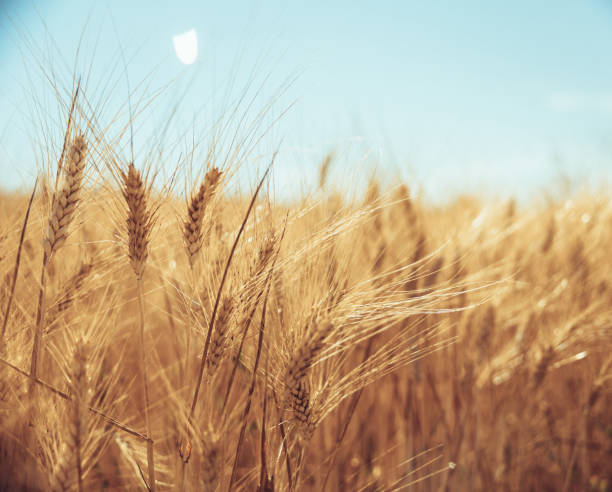 istock Golden wheat field glowing under the sunlight 2202834736
