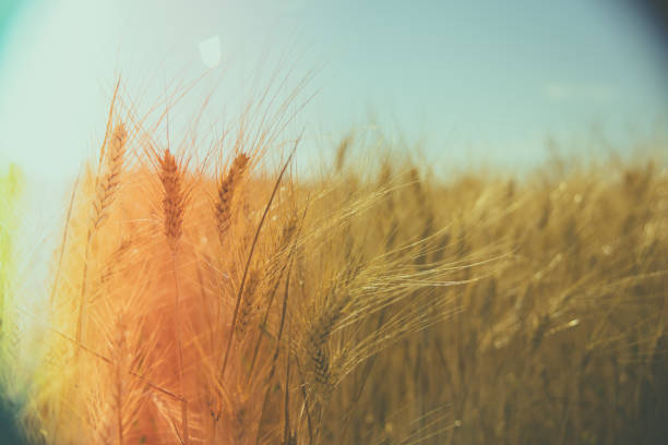 istock Golden wheat field glowing under the sunlight 2202834748