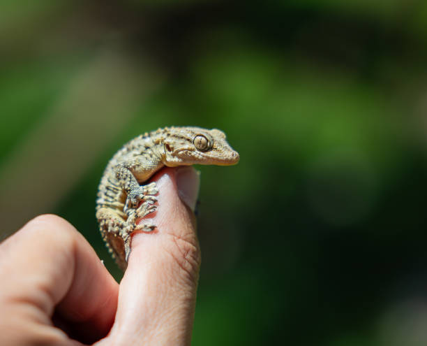 istock Small gecko resting on a human finger 2202834755