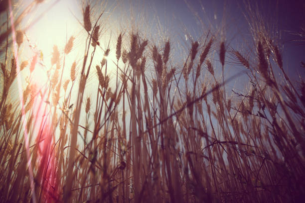 Golden wheat field glowing under the sunlight, viewed from below against a clear blue sky. A symbol of agriculture, harvest, and summer abundance