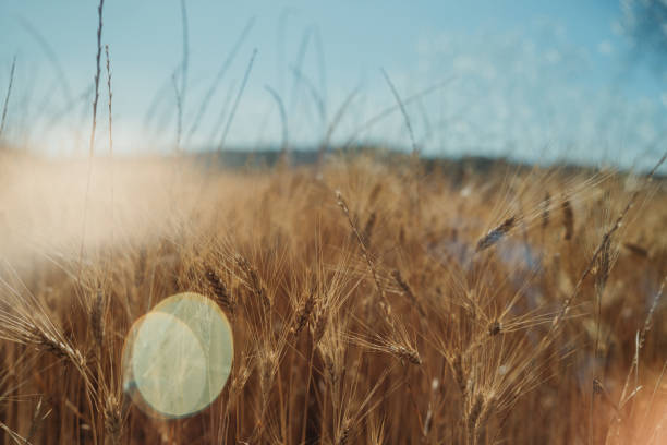 Golden wheat field glowing under the sunlight, viewed from below against a clear blue sky. A symbol of agriculture, harvest, and summer abundance