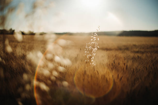 Golden wheat field glowing under the sunlight, close-up view. A symbol of agriculture, harvest, and summer abundance