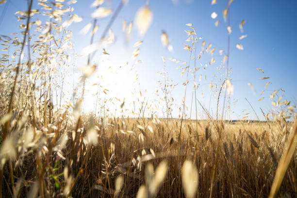 Golden wheat field glowing under the sunlight, viewed from below against a clear blue sky. A symbol of agriculture, harvest, and summer abundance
