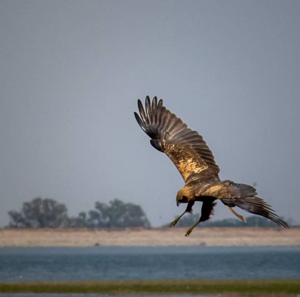 istock Bird in Flight Over Wetlands 2202834854