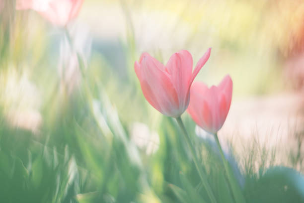 Delicate pink tulips on pastel nature background, romantic spring art background, floral background, selective soft focus