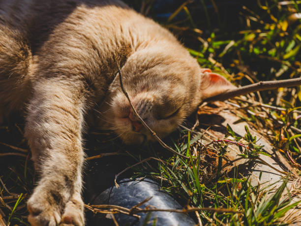 Beautiful cat sleeping in the garden