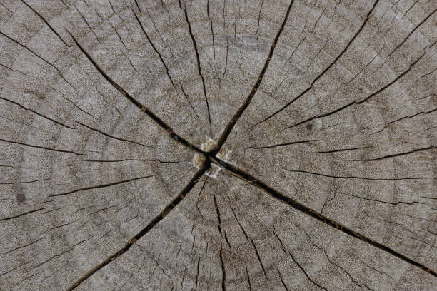 istock Old cut wood texture with dark brown tone of a fallen tree trunk or stump 2202838193