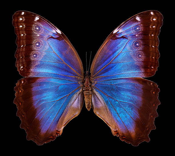 istock bright colorful tropical morpho butterfly isolated on black 2202839272
