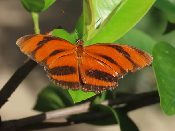 istock Banded Orange Heliconian butterfly (Dryadula Phaetusa) 2202839482