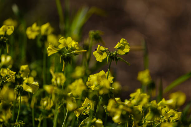 yellow flowers in the nature