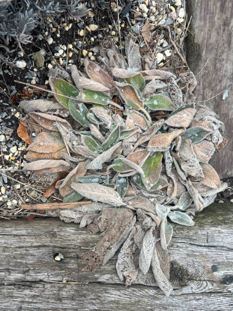 Winter Lamb's Ear Plant