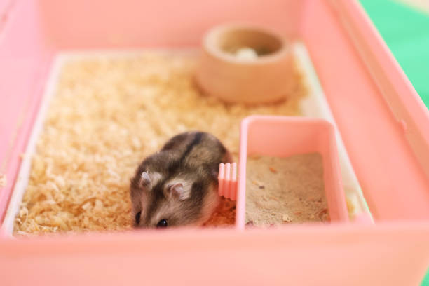 People look after and play with the hamster.