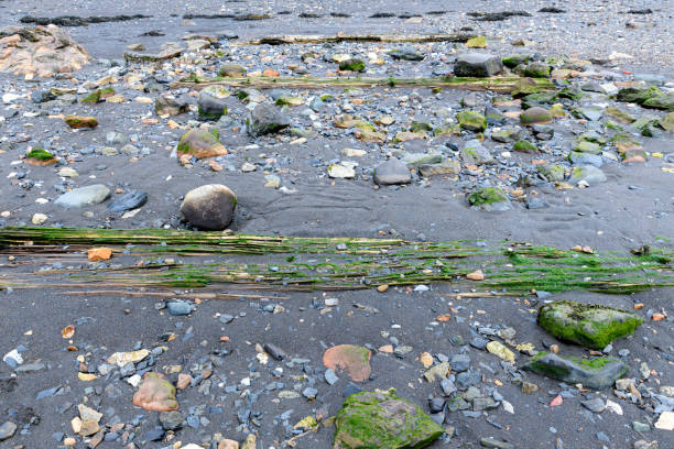 Broken timber from an old wharf on a wet sandy and rocky beach. Focus on the closest piece, there are more in the distance.