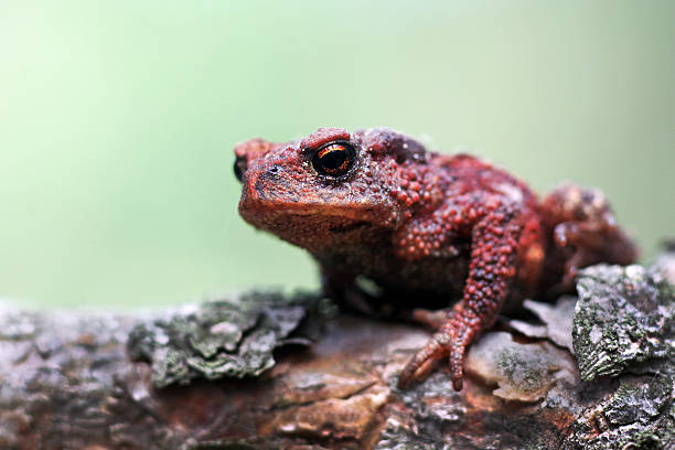 istock bright colorful frog on a dry branch. close up 2202843064